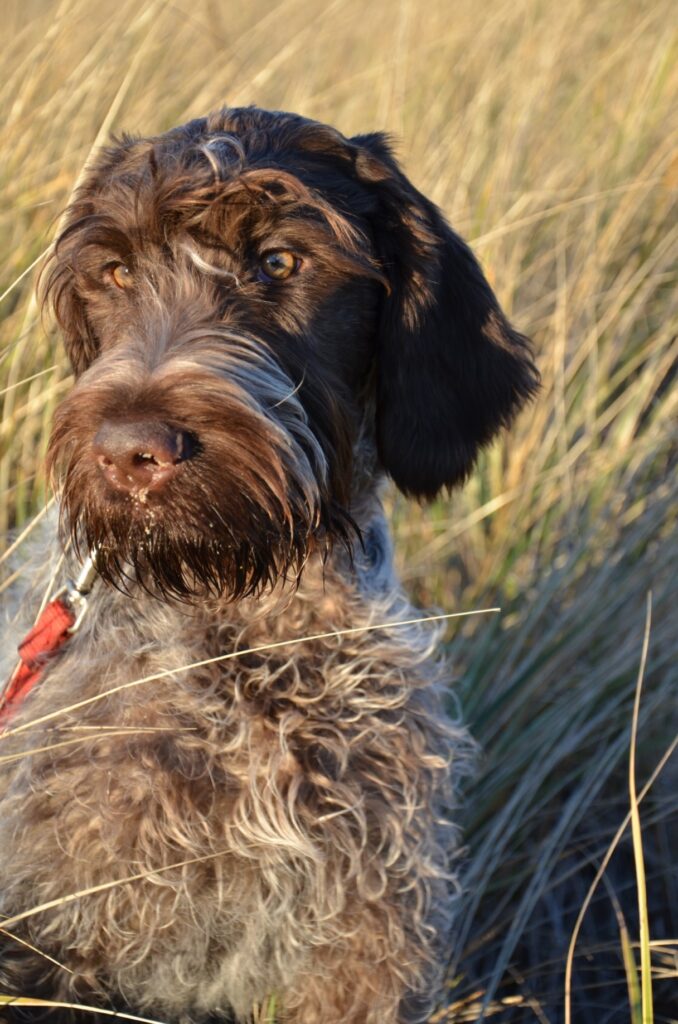 Wire Haired Pointing Griffon