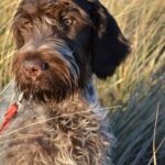 Mastering the Hunt with Wirehaired Pointing Griffons