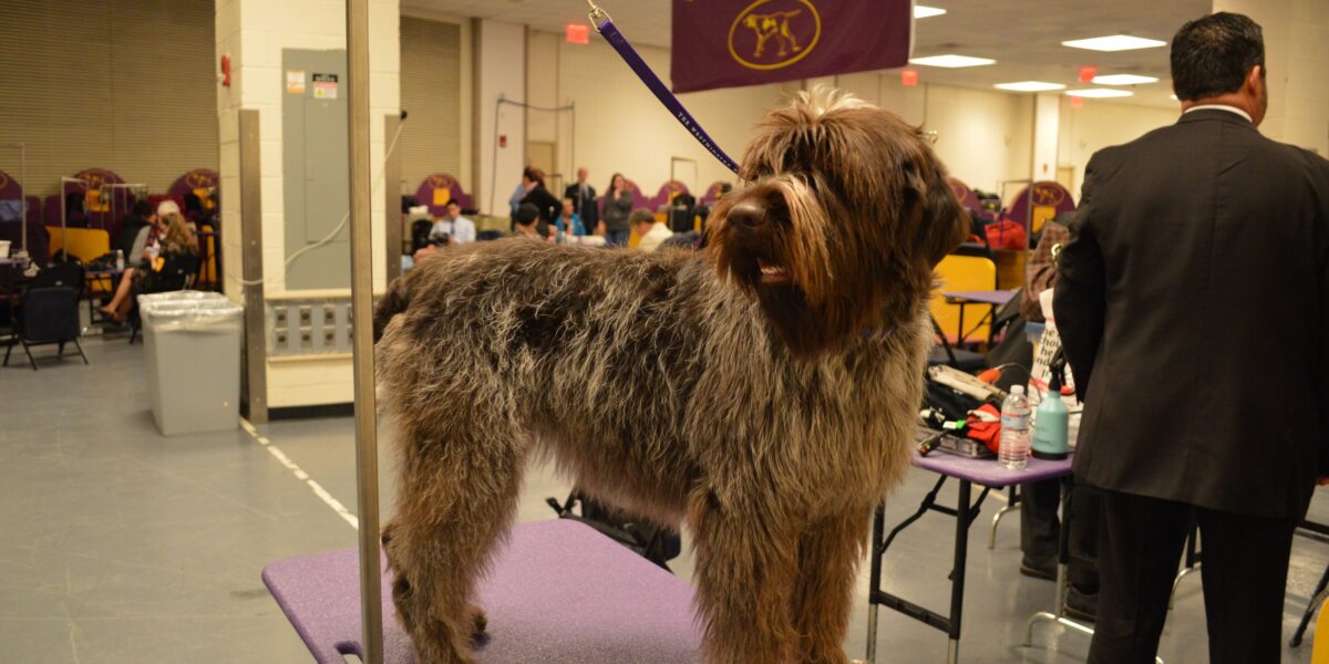 Wirehaired Pointing Griffon Price