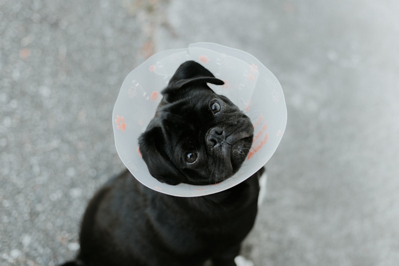 Dog recovering after veterinary care