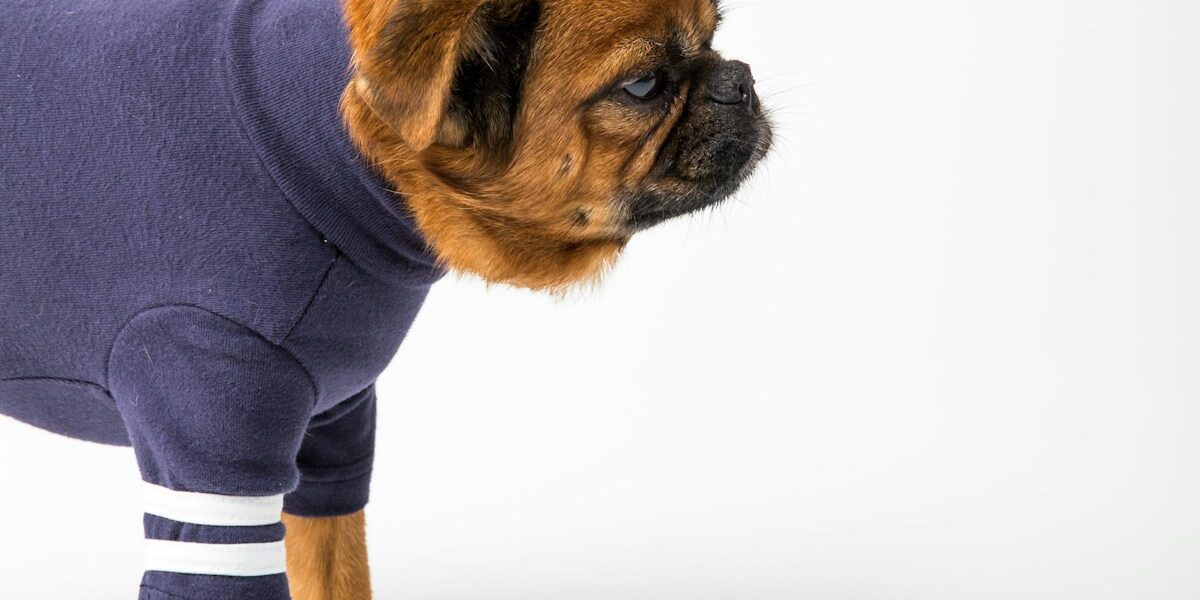 Best Pet Insurance for Griffon Hunting Dogs