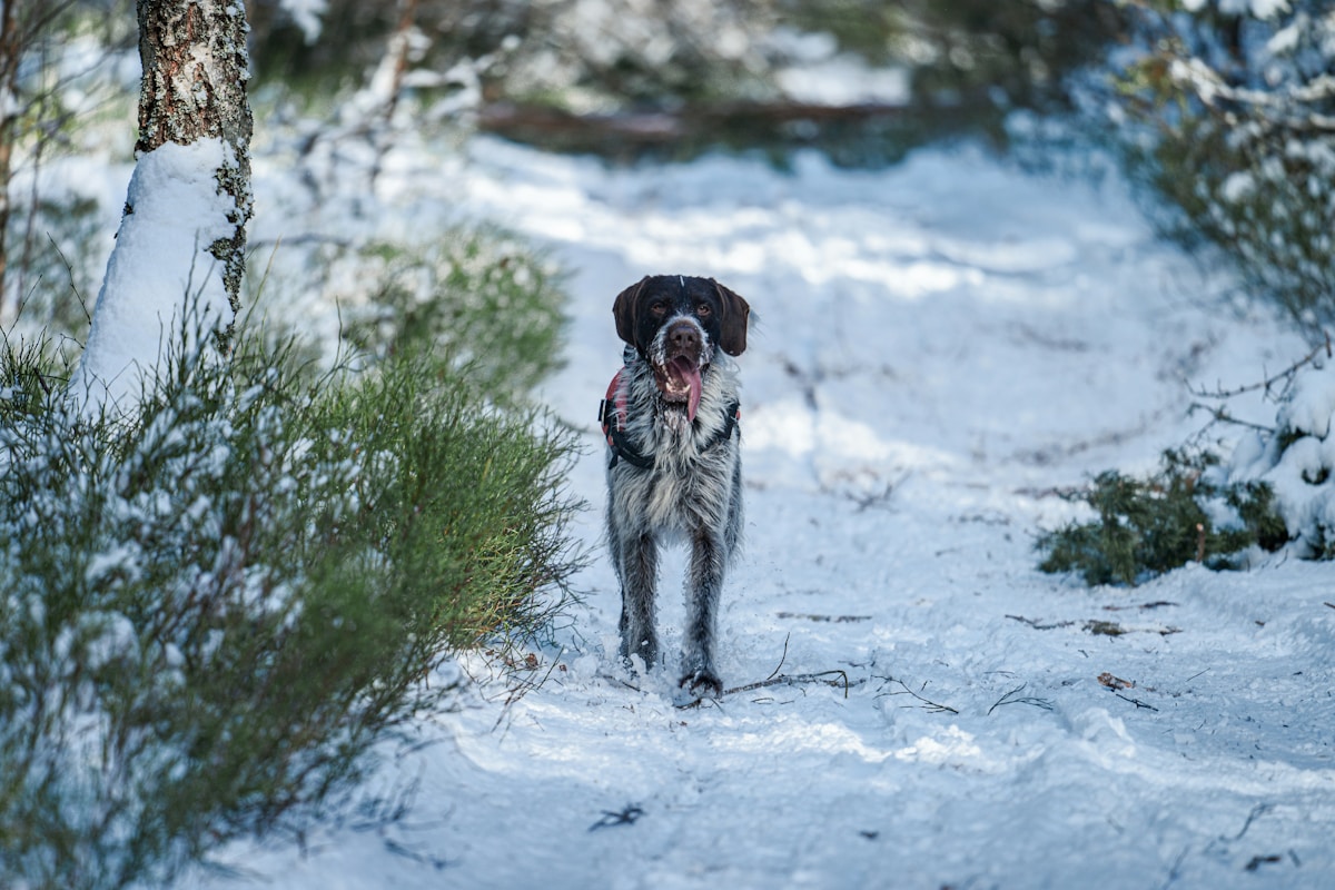 Griffon dog in winter