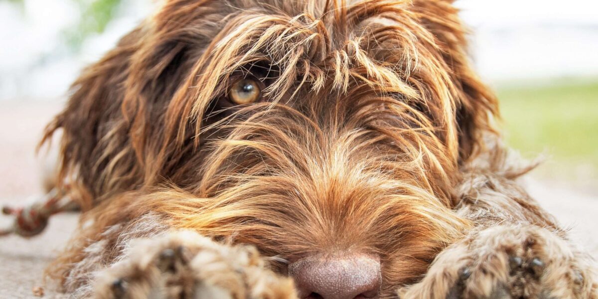 wirehaired pointing griffon