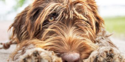wirehaired pointing griffon