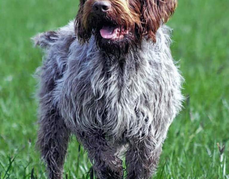 Can Griffons Live With Cats