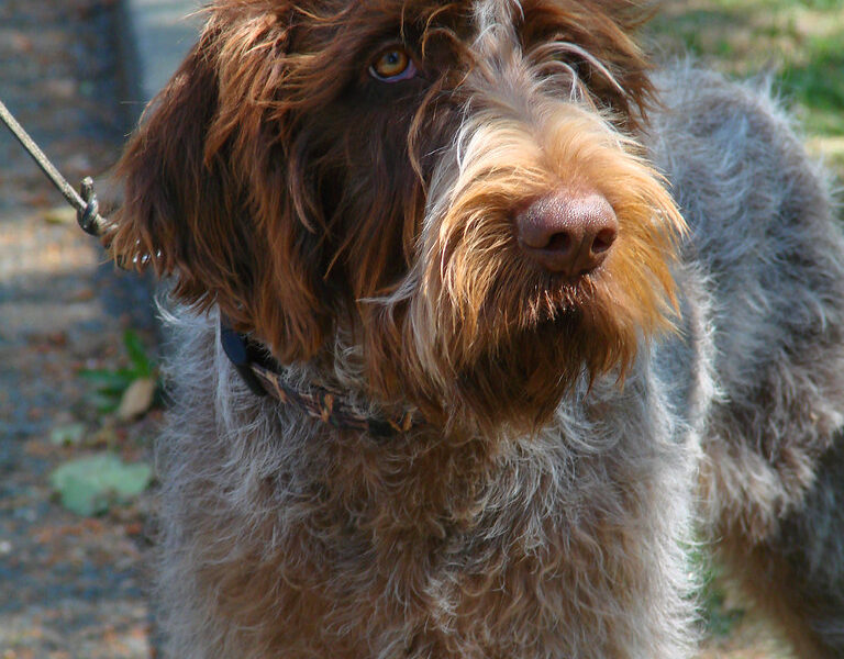 How to Find Reputable Griffon Breeders