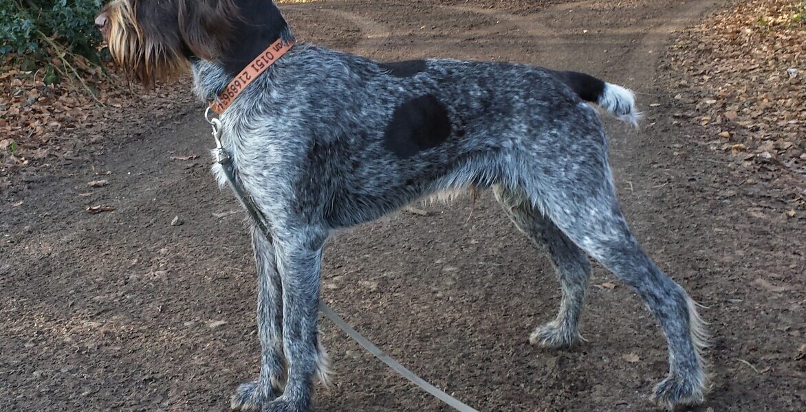 How Griffons Still Hunt Upland Birds
