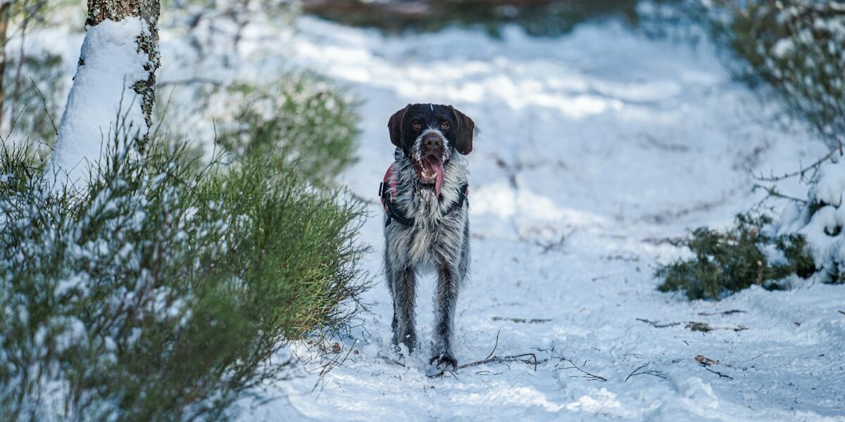 Quick Guide: Griffon Coat Care in Winter