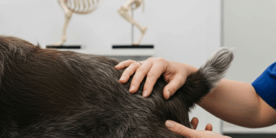 Wirehaired Pointing Griffon Hip Dysplasia Signs, Treatment, and Prevention